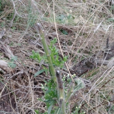 Erigeron bonariensis (Flaxleaf Fleabane) at Mount Ainslie - 20 May 2021 by Avery