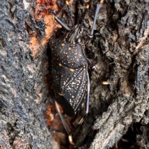 Poecilometis patruelis at Murrumbateman, NSW - 21 May 2021 01:32 PM