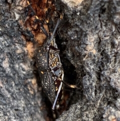 Poecilometis patruelis at Murrumbateman, NSW - 21 May 2021