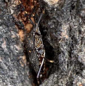 Poecilometis patruelis at Murrumbateman, NSW - 21 May 2021