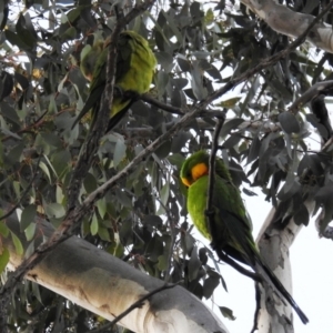 Polytelis swainsonii at Kambah, ACT - suppressed