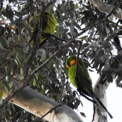 Polytelis swainsonii (Superb Parrot) at Kambah, ACT - 21 May 2021 by HelenCross