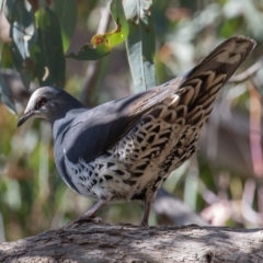 Leucosarcia melanoleuca (Wonga Pigeon) at Sherwood Forest - 21 May 2021 by rawshorty