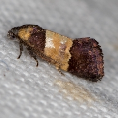 Eupselia axiepaena (A Twig moth) at Melba, ACT - 25 Nov 2020 by Bron