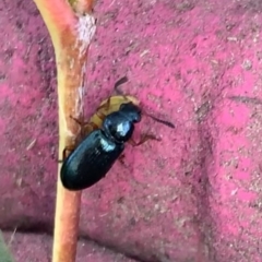 Necrobia rufipes (Red-legged ham beetle) at Murrumbateman, NSW - 21 May 2021 by SimoneC