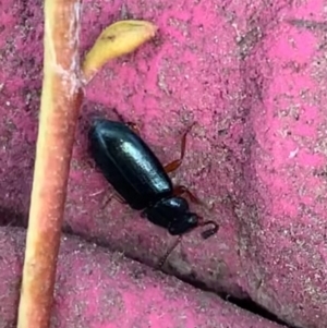 Necrobia rufipes at Murrumbateman, NSW - 21 May 2021