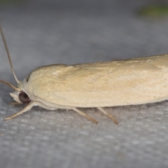 Earias chlorodes (Pale Earias) at Melba, ACT - 25 Nov 2020 by Bron