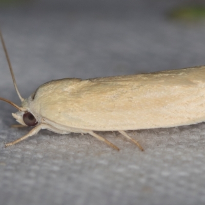 Earias chlorodes (Pale Earias) at Melba, ACT - 25 Nov 2020 by Bron