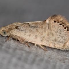 Eupselia melanostrepta (A Twig moth) at Melba, ACT - 25 Nov 2020 by Bron