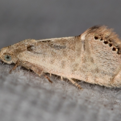 Eupselia melanostrepta (A Twig moth) at Melba, ACT - 25 Nov 2020 by Bron