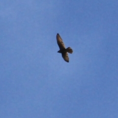 Falco berigora (Brown Falcon) at Murrumbateman, NSW - 20 May 2021 by davobj