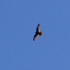 Falco berigora at Murrumbateman, NSW - 20 May 2021 12:55 PM