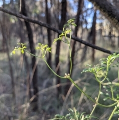 Clematis leptophylla (Small-leaf Clematis, Old Man's Beard) at Downer, ACT - 21 May 2021 by abread111