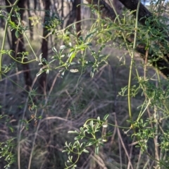 Clematis leptophylla at Downer, ACT - 21 May 2021