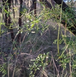 Clematis leptophylla at Downer, ACT - 21 May 2021 03:24 PM