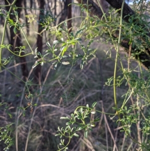 Clematis leptophylla at Downer, ACT - 21 May 2021