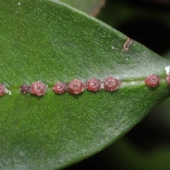 Ceroplastes rubens (Pink Wax Scale or Red Wax Scale) at ANBG - 21 May 2021 by TimL