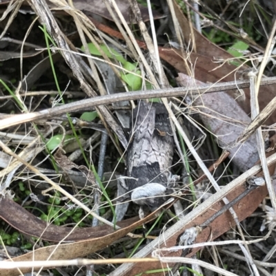 Proteuxoa restituta (Black-bodied Noctuid) at Bruce, ACT - 30 Mar 2021 by MattFox