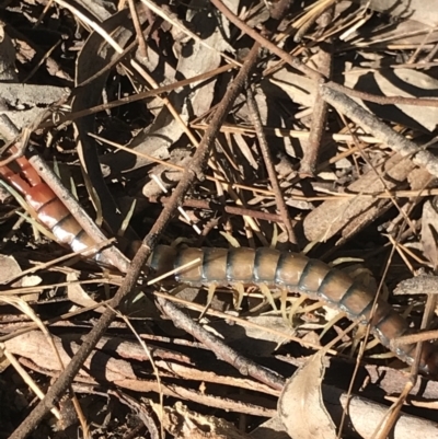 Cormocephalus aurantiipes (Orange-legged Centipede) at Black Mountain - 29 Mar 2021 by MattFox