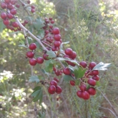 Crataegus monogyna (Hawthorn) at Rob Roy Range - 30 Mar 2021 by michaelb