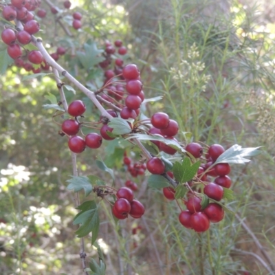 Crataegus monogyna (Hawthorn) at Rob Roy Range - 30 Mar 2021 by michaelb