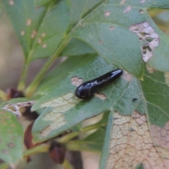 Caliroa cerasi (Pear and cherry slug) at Rob Roy Range - 30 Mar 2021 by michaelb