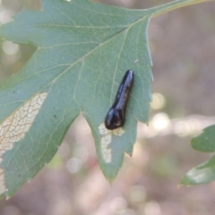 Caliroa cerasi at Conder, ACT - 30 Mar 2021