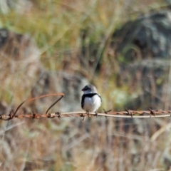 Stagonopleura guttata (Diamond Firetail) at Holt, ACT - 22 May 2021 by wombey