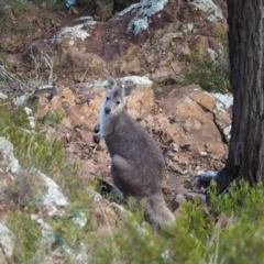 Osphranter robustus robustus (Eastern Wallaroo) at Holt, ACT - 22 May 2021 by wombey