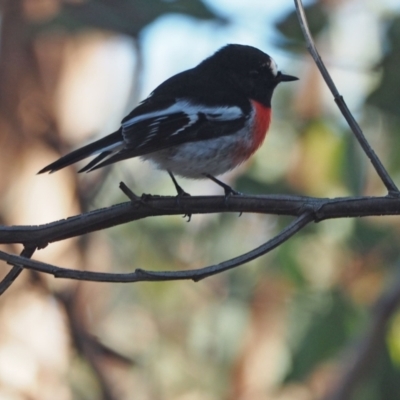 Petroica boodang (Scarlet Robin) at Holt, ACT - 22 May 2021 by wombey