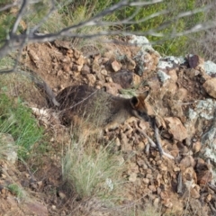 Wallabia bicolor (Swamp Wallaby) at Holt, ACT - 22 May 2021 by wombey