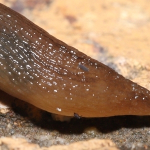 Hypogastrura sp. (genus) at Evatt, ACT - 10 May 2021 06:49 AM