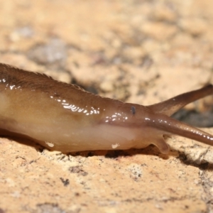 Hypogastrura sp. (genus) at Evatt, ACT - 10 May 2021 06:49 AM