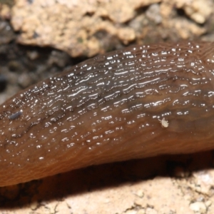 Hypogastrura sp. (genus) at Evatt, ACT - 10 May 2021