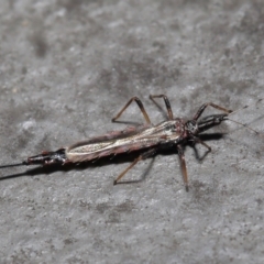 Idolothrips spectrum (Giant thrips) at Downer, ACT - 18 May 2021 by TimL