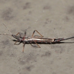 Idolothrips spectrum at Downer, ACT - 18 May 2021