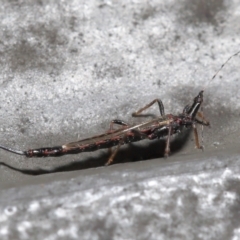 Idolothrips spectrum at Downer, ACT - 18 May 2021 10:44 AM