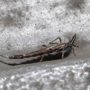 Idolothrips spectrum at Downer, ACT - 18 May 2021 10:44 AM