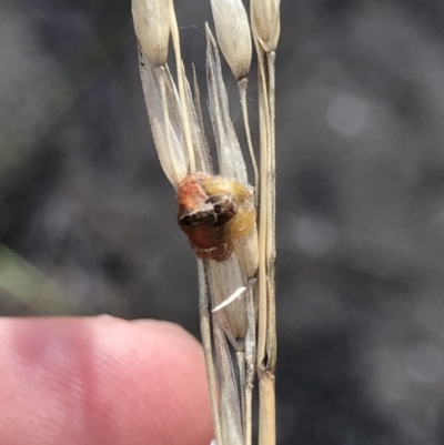 Dolophones sp. (genus) (Wrap-around spider) at Bruce, ACT - 30 Mar 2021 by MattFox