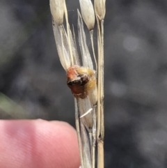Dolophones sp. (genus) (Wrap-around spider) at Bruce, ACT - 29 Mar 2021 by MattFox