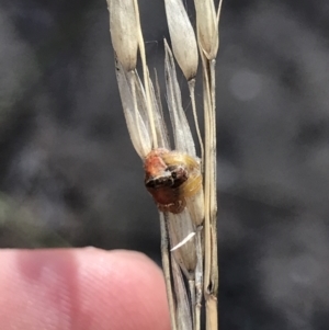 Dolophones sp. (genus) at Bruce, ACT - 30 Mar 2021 10:50 AM