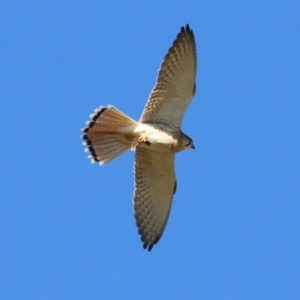 Falco cenchroides at West Wodonga, VIC - 22 May 2021 11:06 AM