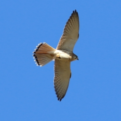 Falco cenchroides (Nankeen Kestrel) at Federation Hill - 22 May 2021 by Kyliegw