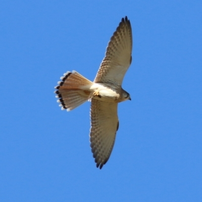 Falco cenchroides (Nankeen Kestrel) at West Wodonga, VIC - 22 May 2021 by KylieWaldon