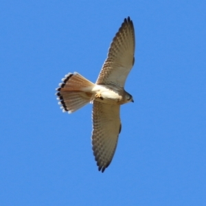 Falco cenchroides at West Wodonga, VIC - 22 May 2021