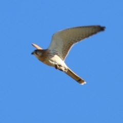Falco cenchroides at West Wodonga, VIC - 22 May 2021 11:06 AM
