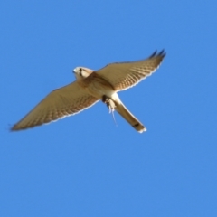 Falco cenchroides at West Wodonga, VIC - 22 May 2021 11:06 AM