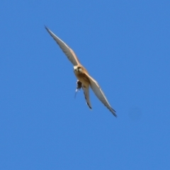 Falco cenchroides at West Wodonga, VIC - 22 May 2021