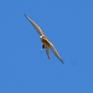 Falco cenchroides at West Wodonga, VIC - 22 May 2021