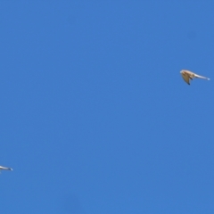 Falco cenchroides (Nankeen Kestrel) at Federation Hill - 22 May 2021 by Kyliegw